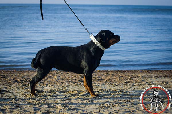 Decorated leather dog collar for Rottweiler