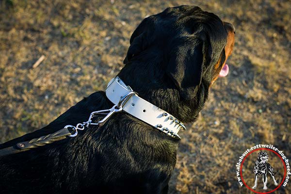 Extraordinary leather dog collar for Rottweiler with nickel plated fittings