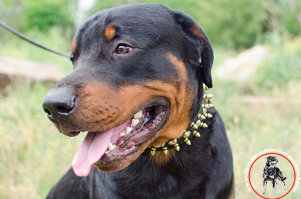 Rich-looking leather dog collar for Rottweiler walking