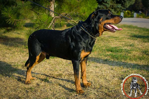 Luxurious leather dog collar for Rottweiler