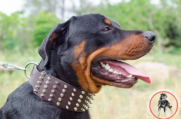 Wide leather dog collar for Rottweiler with spikes and studs