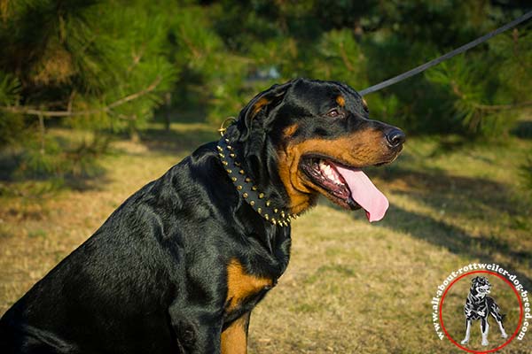 Decorated leather dog collar for Rottweiler