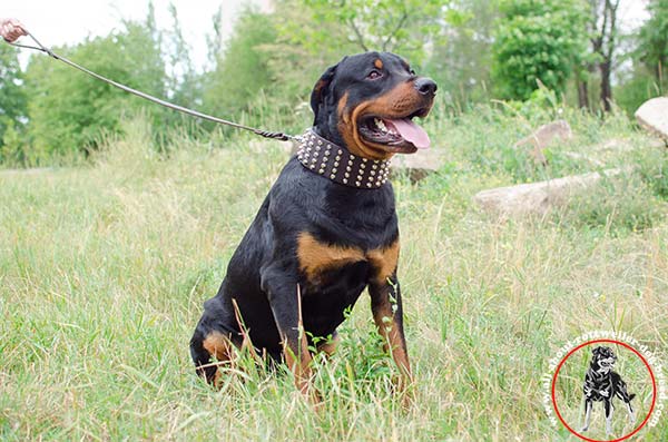 Walking wide leather dog collar for Rottweiler