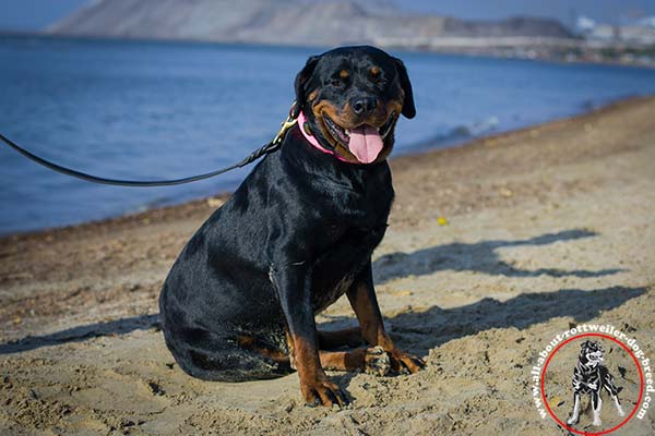 Stylish leather dog collar for Rottweiler