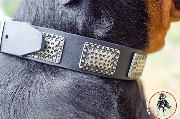 Leather dog collar for Rottweiler with hand set plates