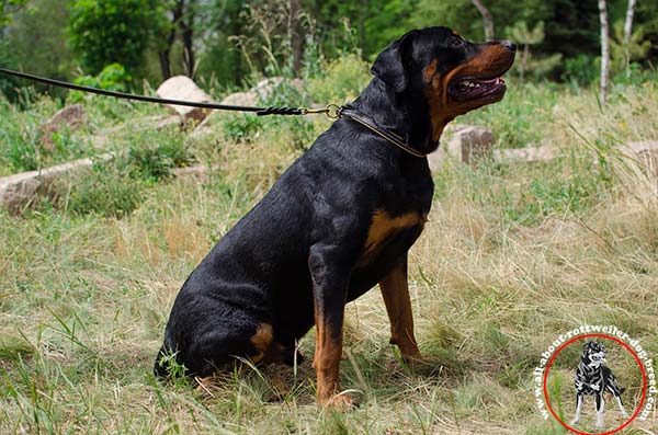 Walking leather dog collar for Rottweiler