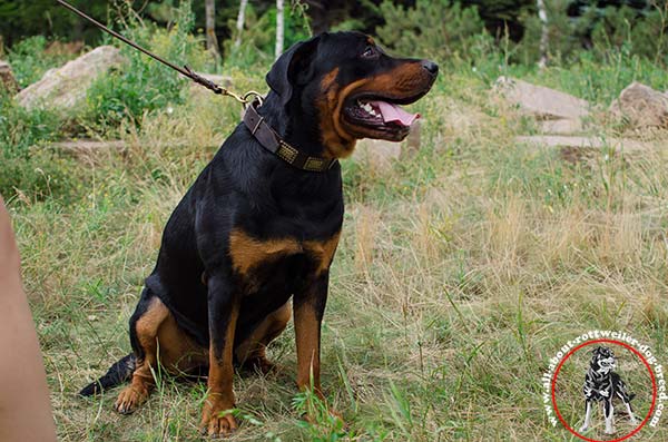 Designer leather dog collar for Rottweiler