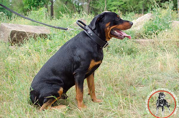 Walking leather dog collar for Rottweiler