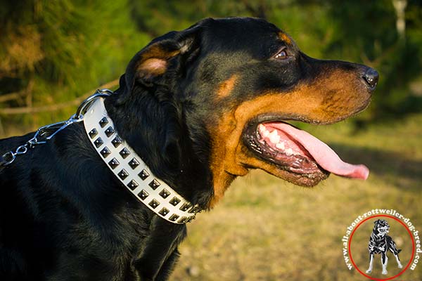 White leather dog collar for Rottweiler with studs