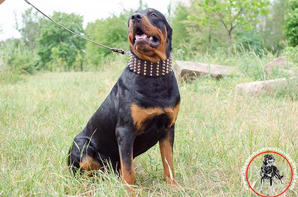 Posh leather dog collar for Rottweiler