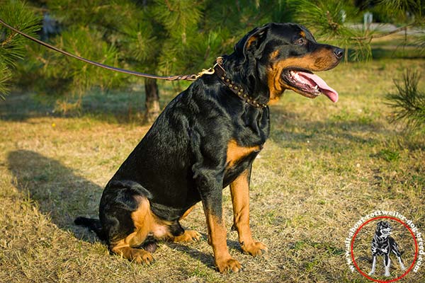 Leather dog collar for Rottweiler with brass plated decorations