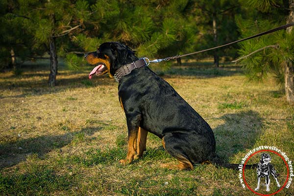Leather dog collar for Rottweiler with D-ring for leash attachment