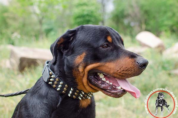 Leather dog collar for Rottweiler with columns of rust-proof spikes and studs