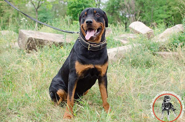 Reliable leather dog collar for Rottweiler with nickel plated hardware