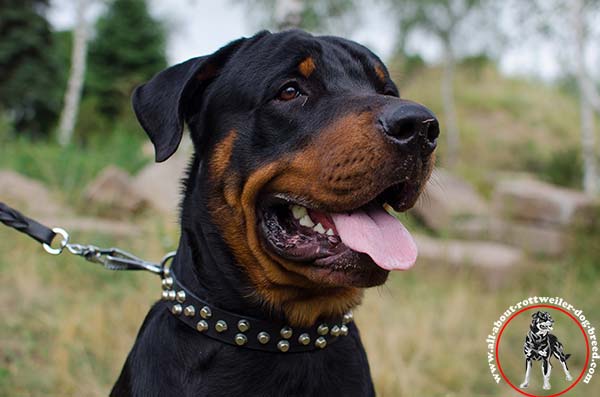 Embellished leather dog collar for Rottweiler with nickel plated pyramids