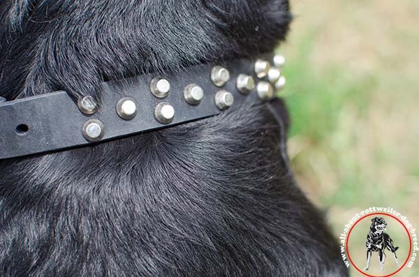 Walking leather dog collar for Rottweiler with rust-proof pyramids - close-look