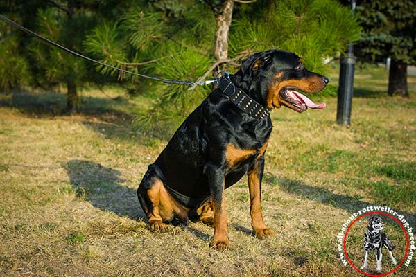 Leather dog collar for Rottweiler with riveted spikes and half-spheres