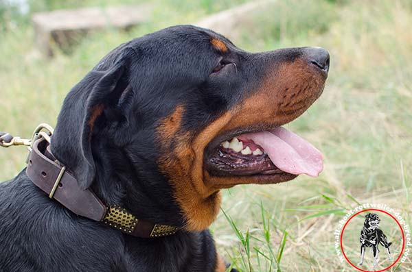 Leather dog collar for Rottweiler with embossed decoration