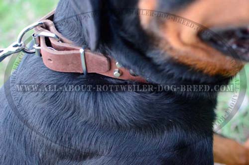 Nickel Plated Hardware of Designer Leather Dog Collar