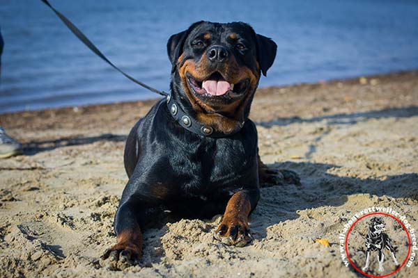 Adjustable nylon Rottweiler collar