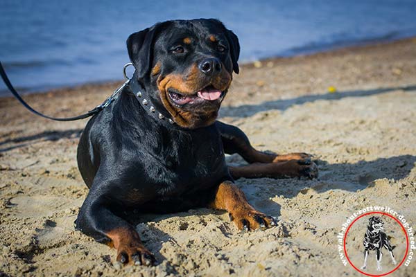 Adjustable all-weather nylon Rottweiler collar