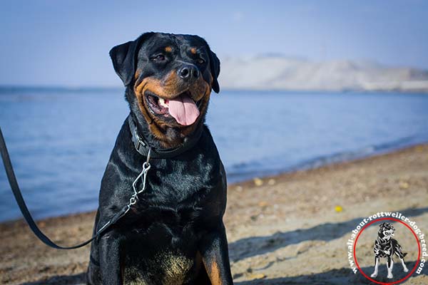 Everyday nylon Rottweiler collar