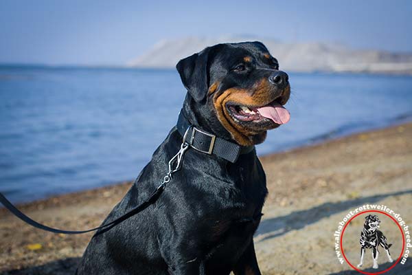 Classical nylon Rottweiler collar