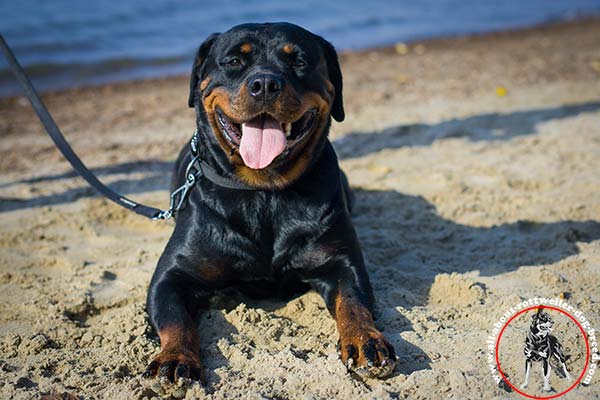 Top notch nylon Rottweiler collar