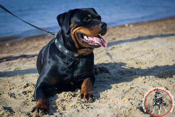 Adorned walking nylon Rottweiler collar