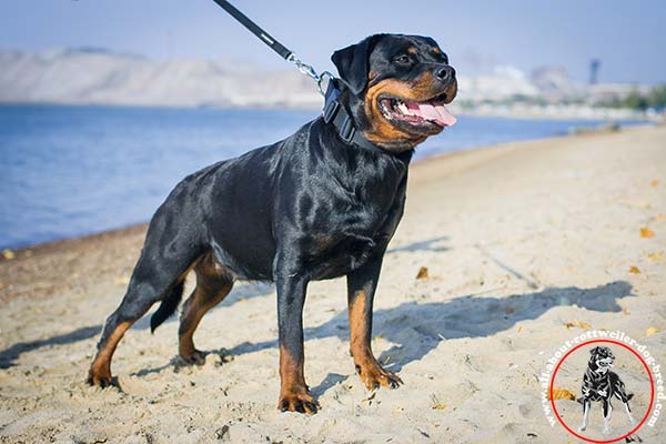 All-weather nylon Rottweiler collar