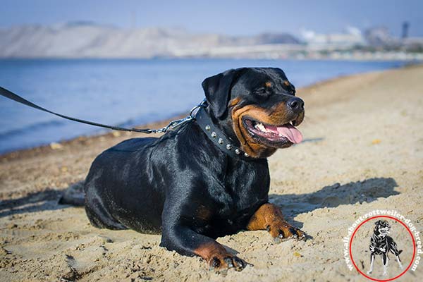 Stylishly adorned nylon canine collar for Rottweiler