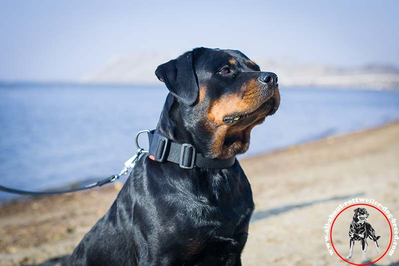 rottweiler dog collar