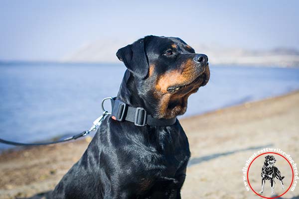Adjustable nylon dog collar for Rottweiler