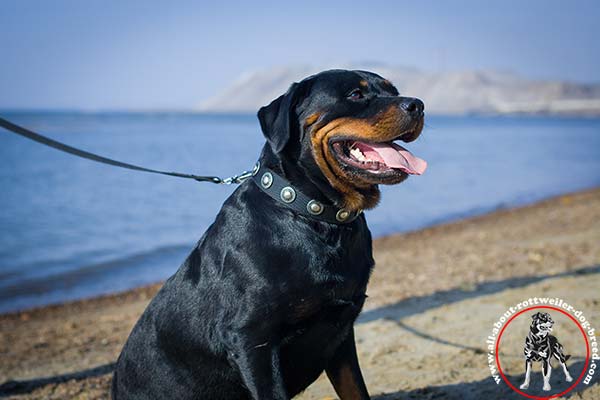 Nylon dog collar for Rottweiler with silver-like conchos