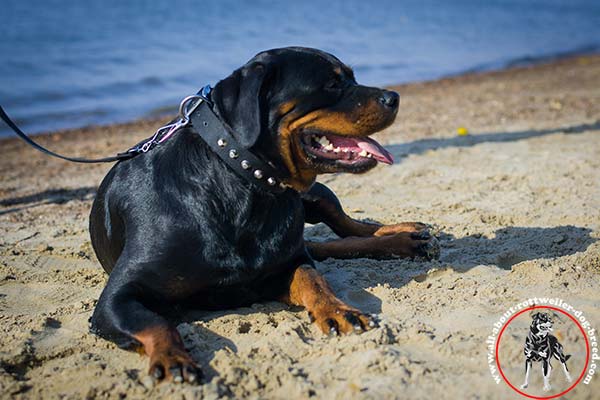 Handmade nylon dog collar for Rottweiler with nickel plated pyramids