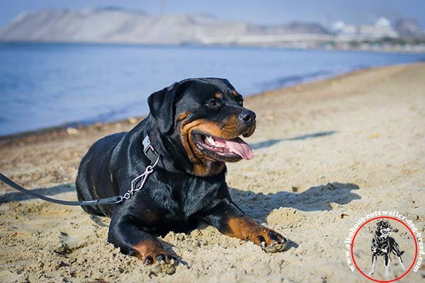 Reliable nylon dog collar for Rottweiler with nickel plated fittings