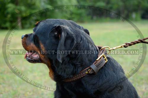 Awesome Design Braided Leather Rottweiler Collar for Daily Activities