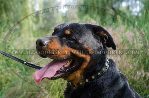 Super Strong Rottweiler Leather Collar with Plates