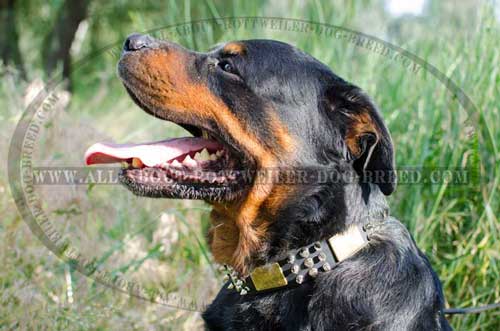 Rottweiler Marvelous Leather Collar with Studs and Plates