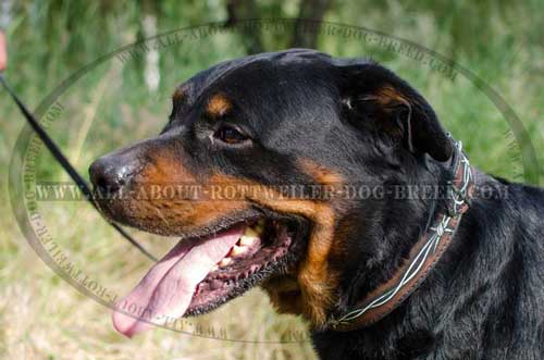 Rottweiler Dog Fascinating Leather Collar