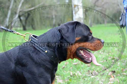 Rottweiler Leather Collar for handling