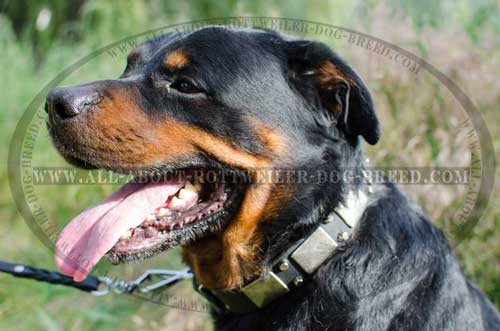 Rottweiler Dog Exclusive Leather Collar with Plates
