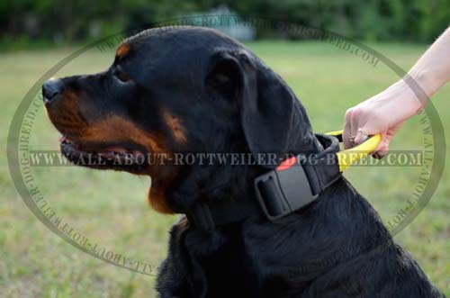 Nylon Dog Collar for Rottweiler with Super Strong Handle