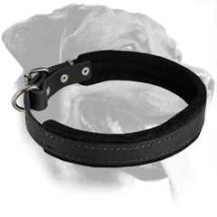 Rottweiler Awesome Training Padded Leather Collar