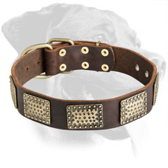 Rottweiler Dog Gorgeous Leather Collar with plates