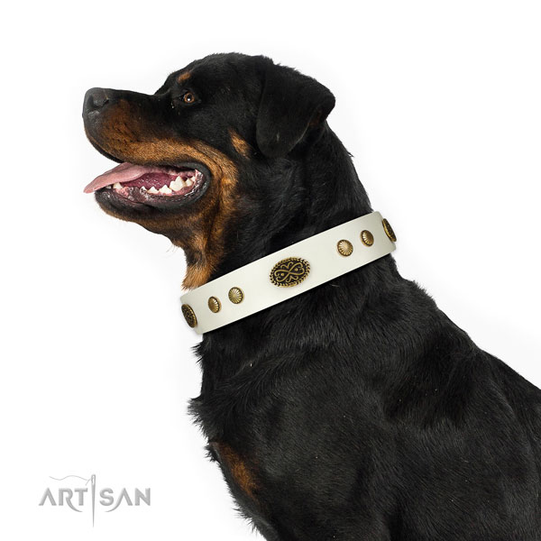 Strong fittings on natural leather dog collar for everyday walking