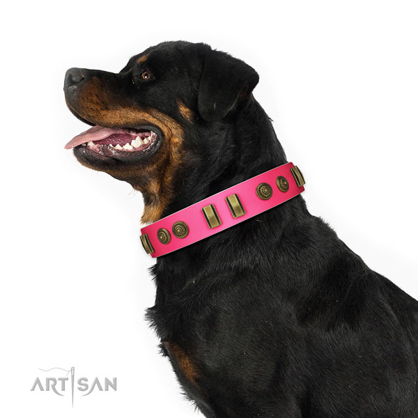 Walking dog collar of leather with fashionable embellishments