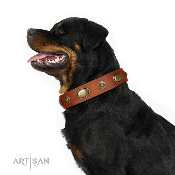 Everyday walking dog collar of natural leather with fashionable studs