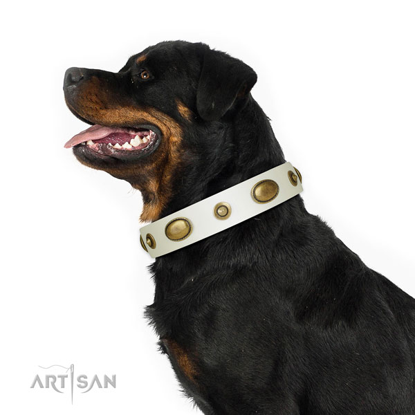 Handy use dog collar of leather with amazing studs