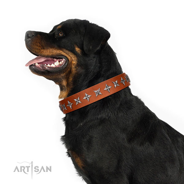 Everyday walking adorned dog collar of best quality natural leather